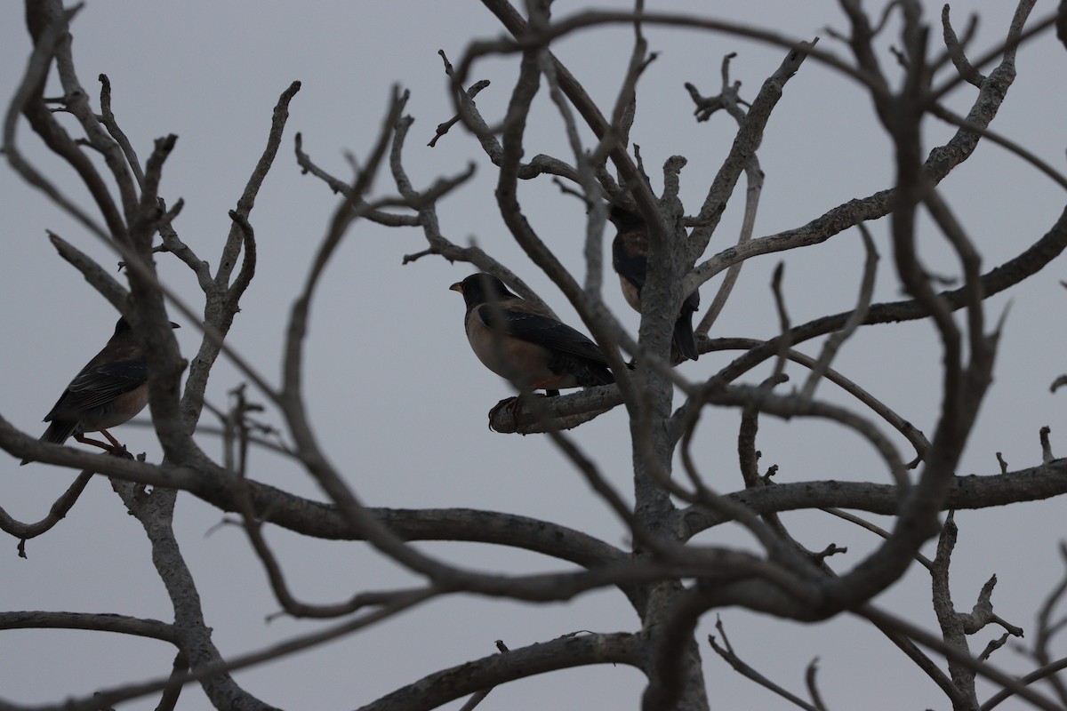 Шпак строкатий - ML647010523