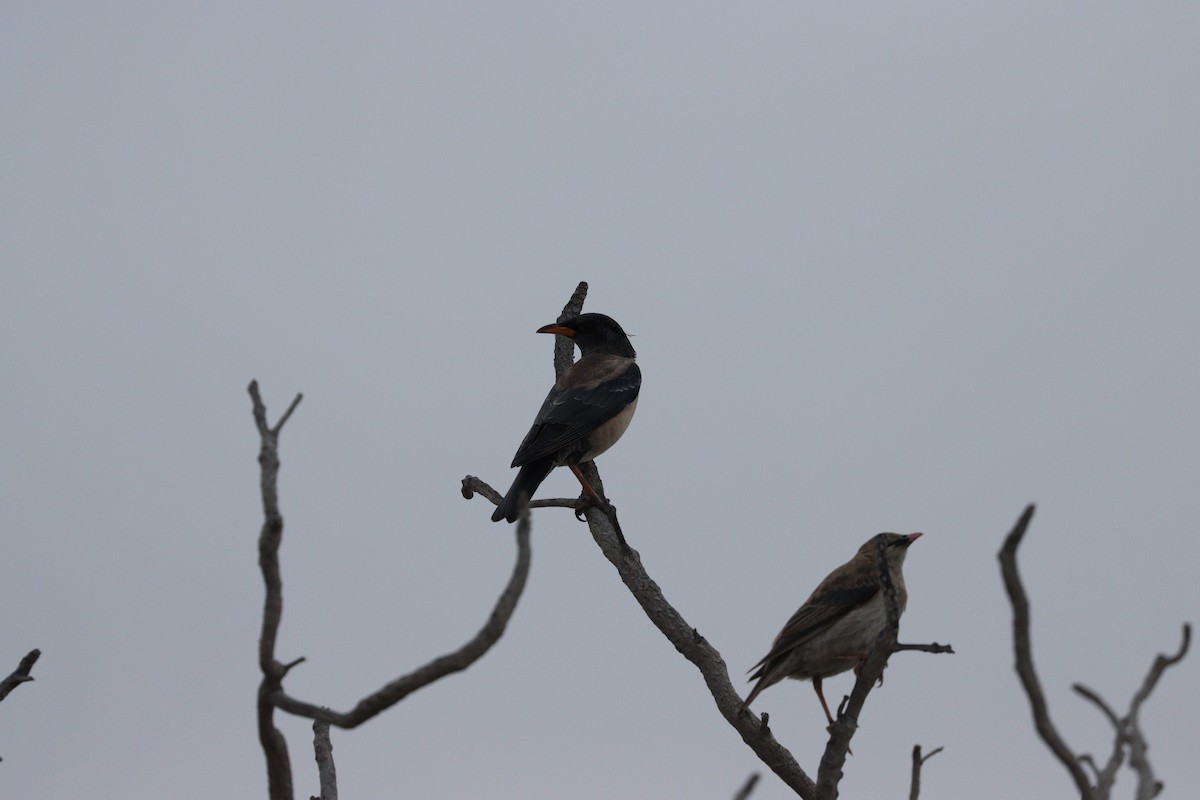 Шпак строкатий - ML647010524