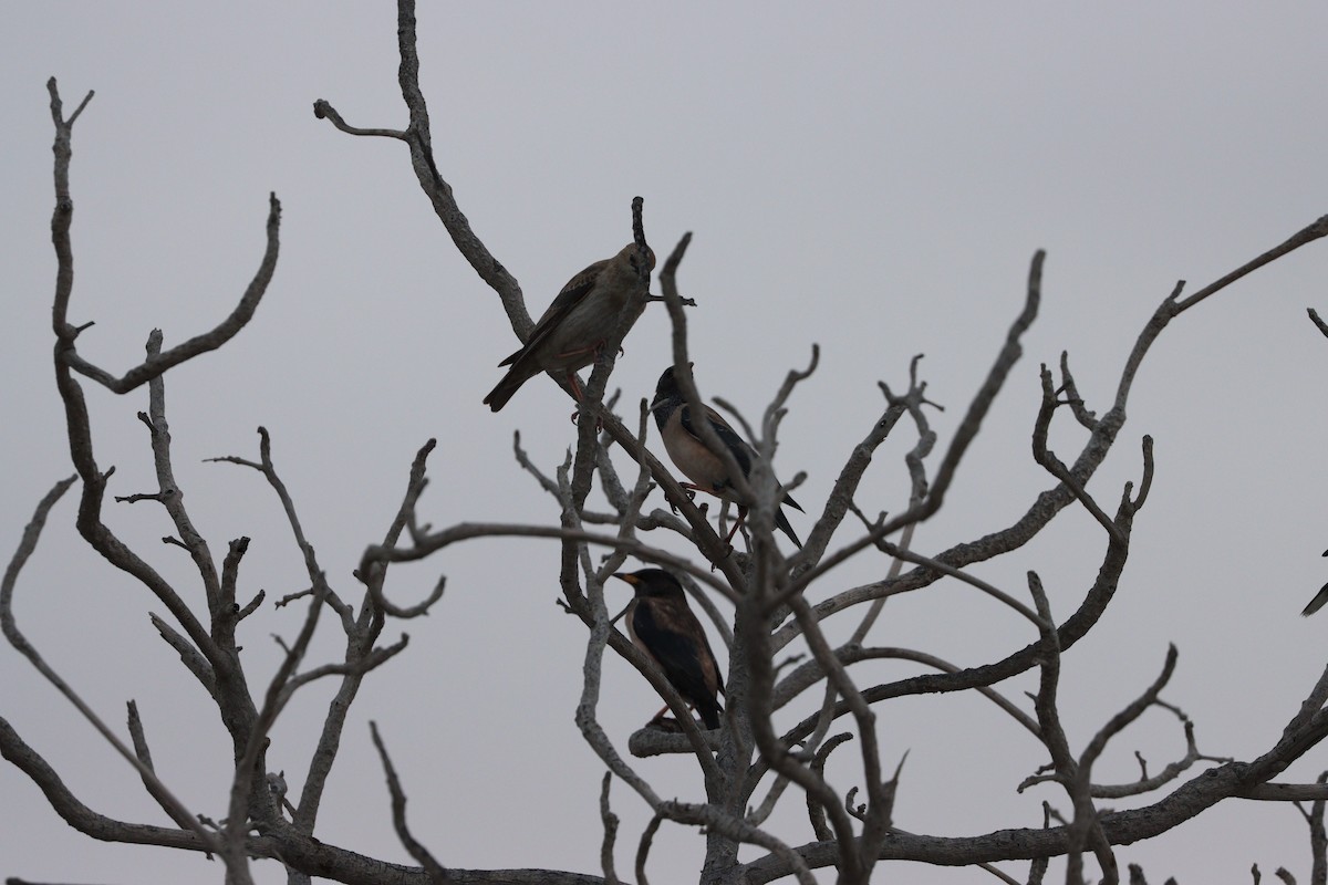 Шпак строкатий - ML647010525