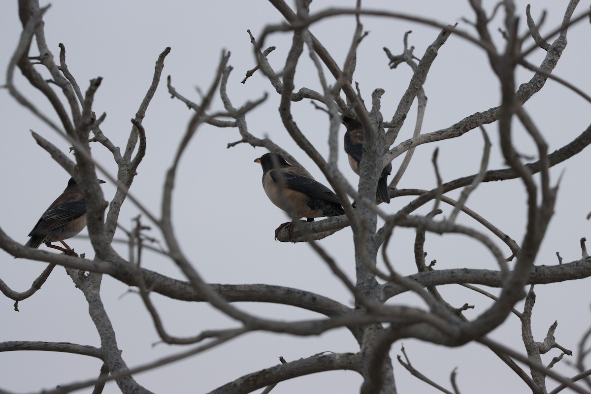 Шпак строкатий - ML647010526