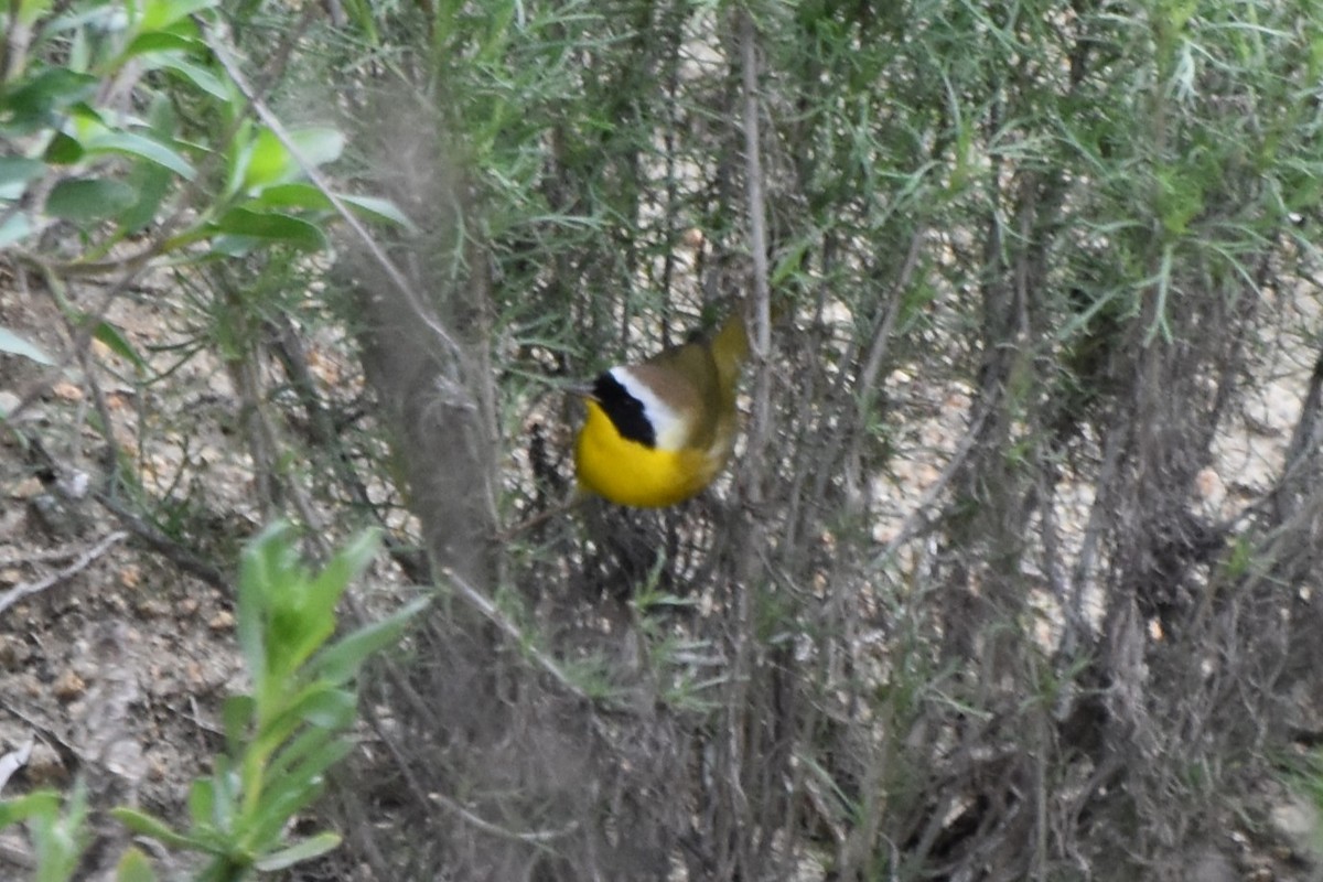 Жовтогорлик північний - ML647010527