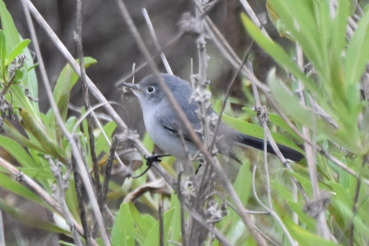 Комароловка сиза - ML647010528