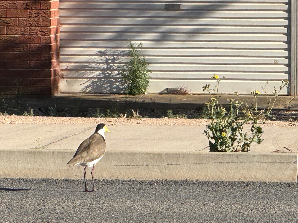 Masked Lapwing (Black-shouldered) - ML647010529