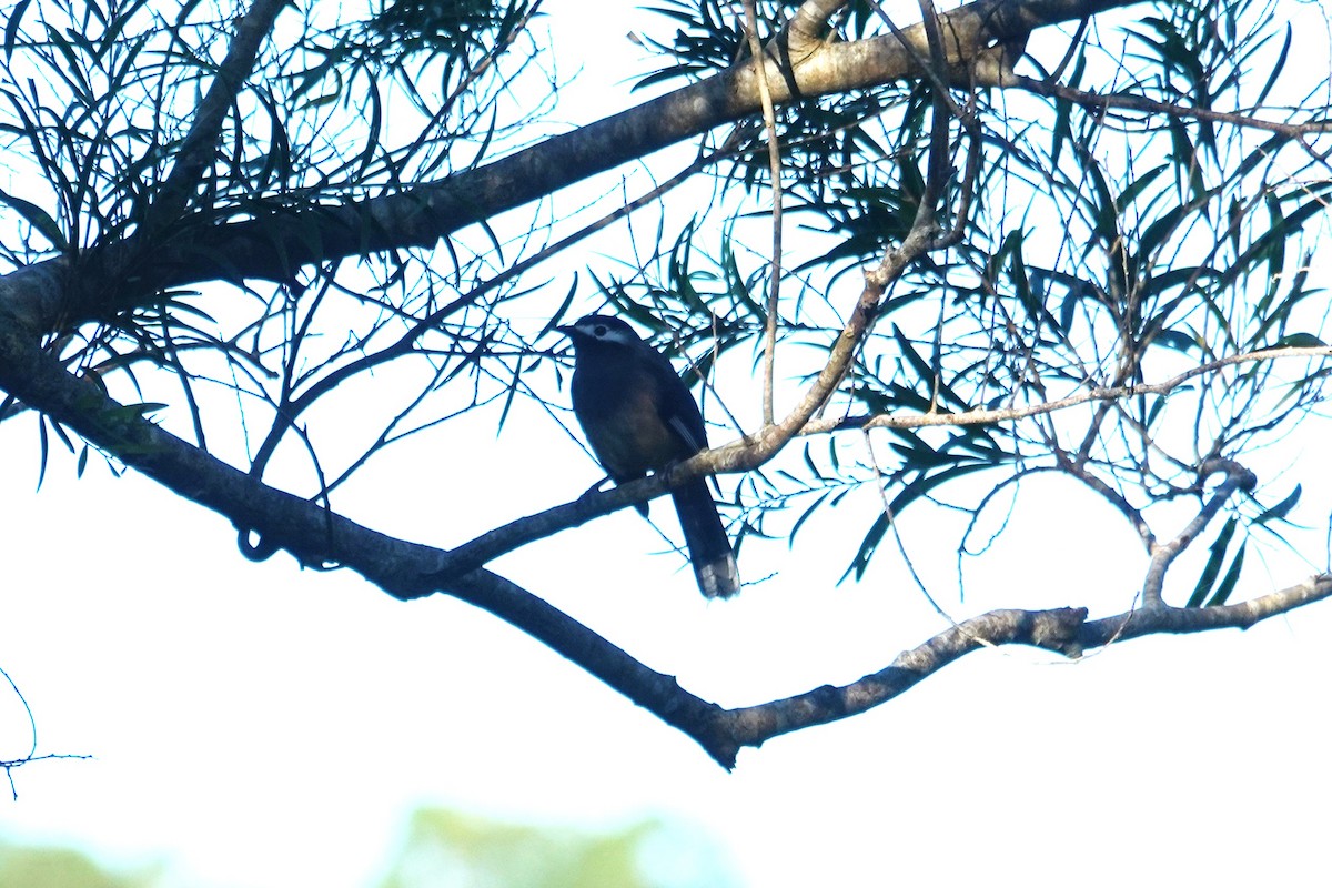 Джоя тайванська - ML647010530