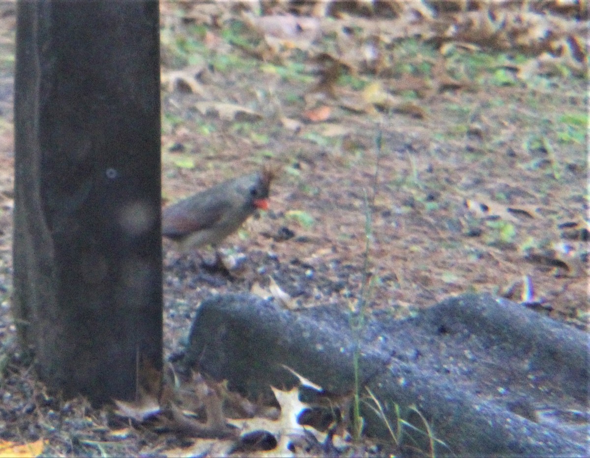 Кардинал червоний - ML647010532