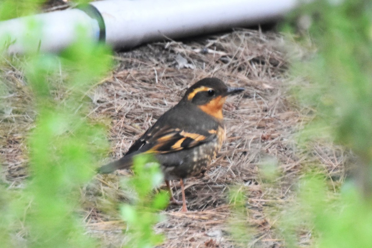 Zorzal Pinto - ML647010533