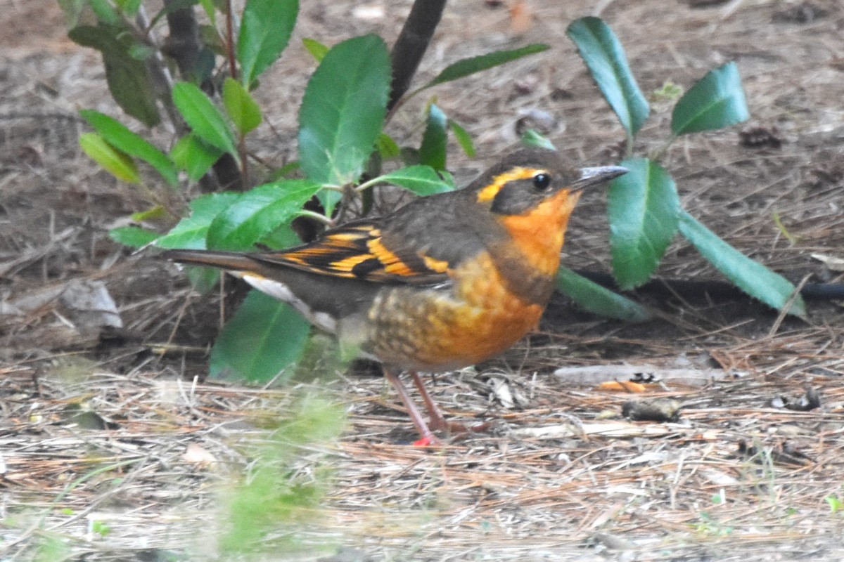 Zorzal Pinto - ML647010534