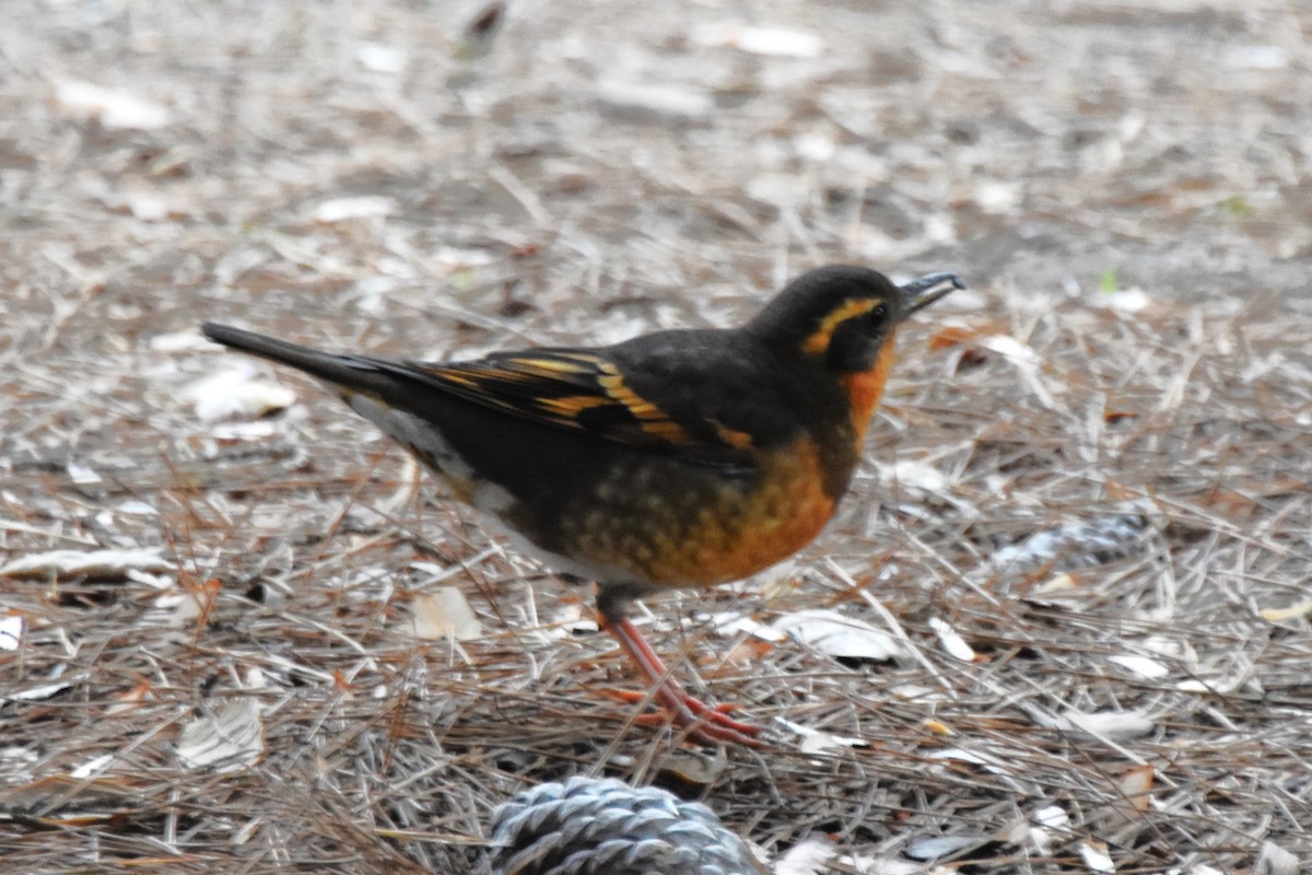 Zorzal Pinto - ML647010535