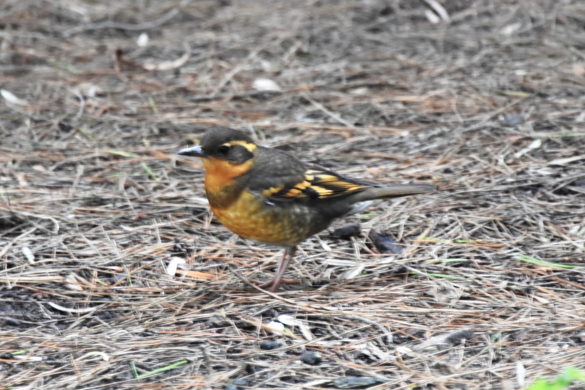 Zorzal Pinto - ML647010536