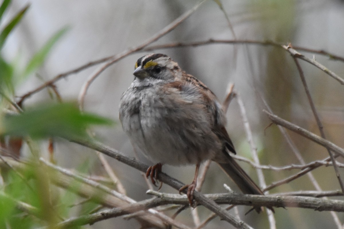Chingolo Gorjiblanco - ML647010538