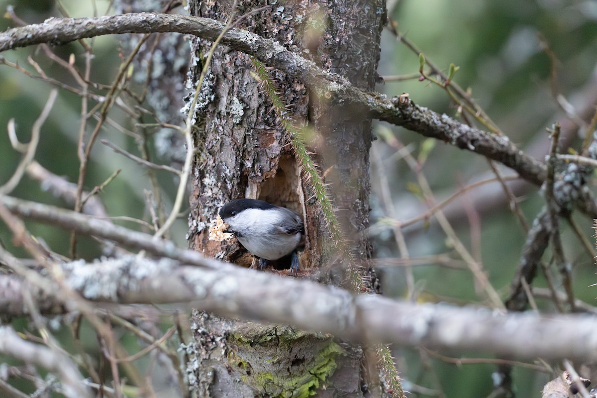 Mésange boréale - ML647010548