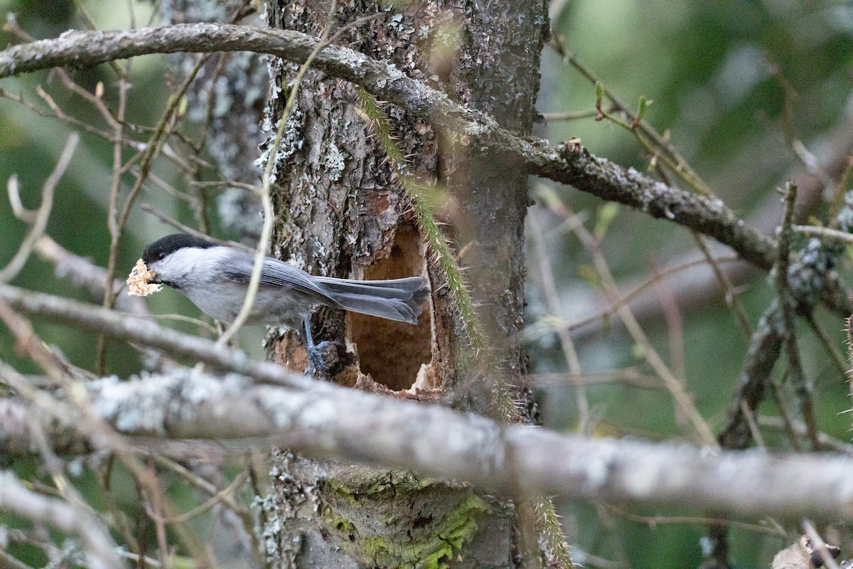 Mésange boréale - ML647010549