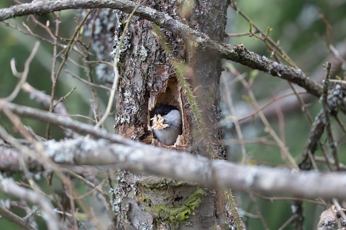 Mésange boréale - ML647010550