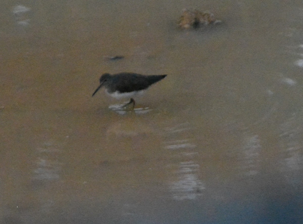 Common Sandpiper - ML647010551