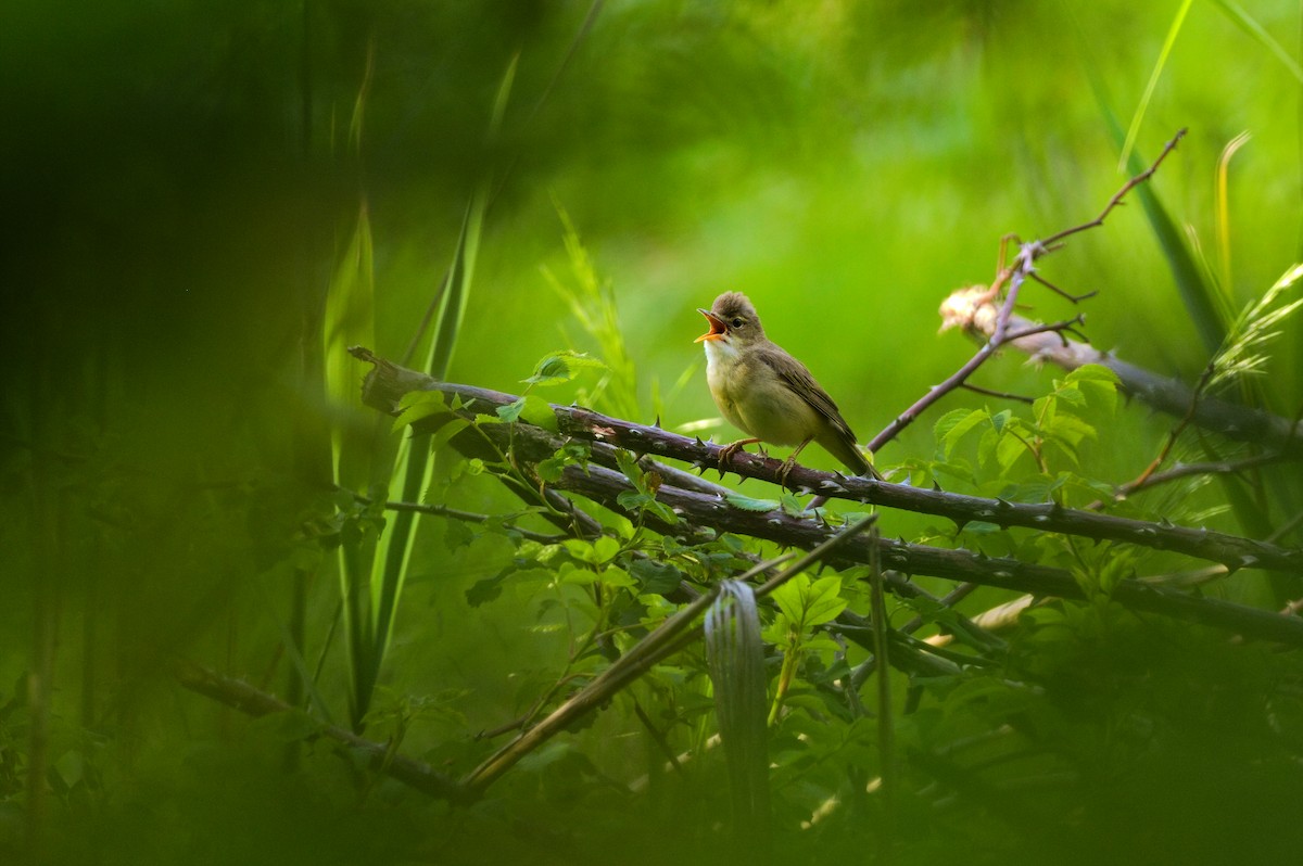 Marsh Warbler - ML647010553