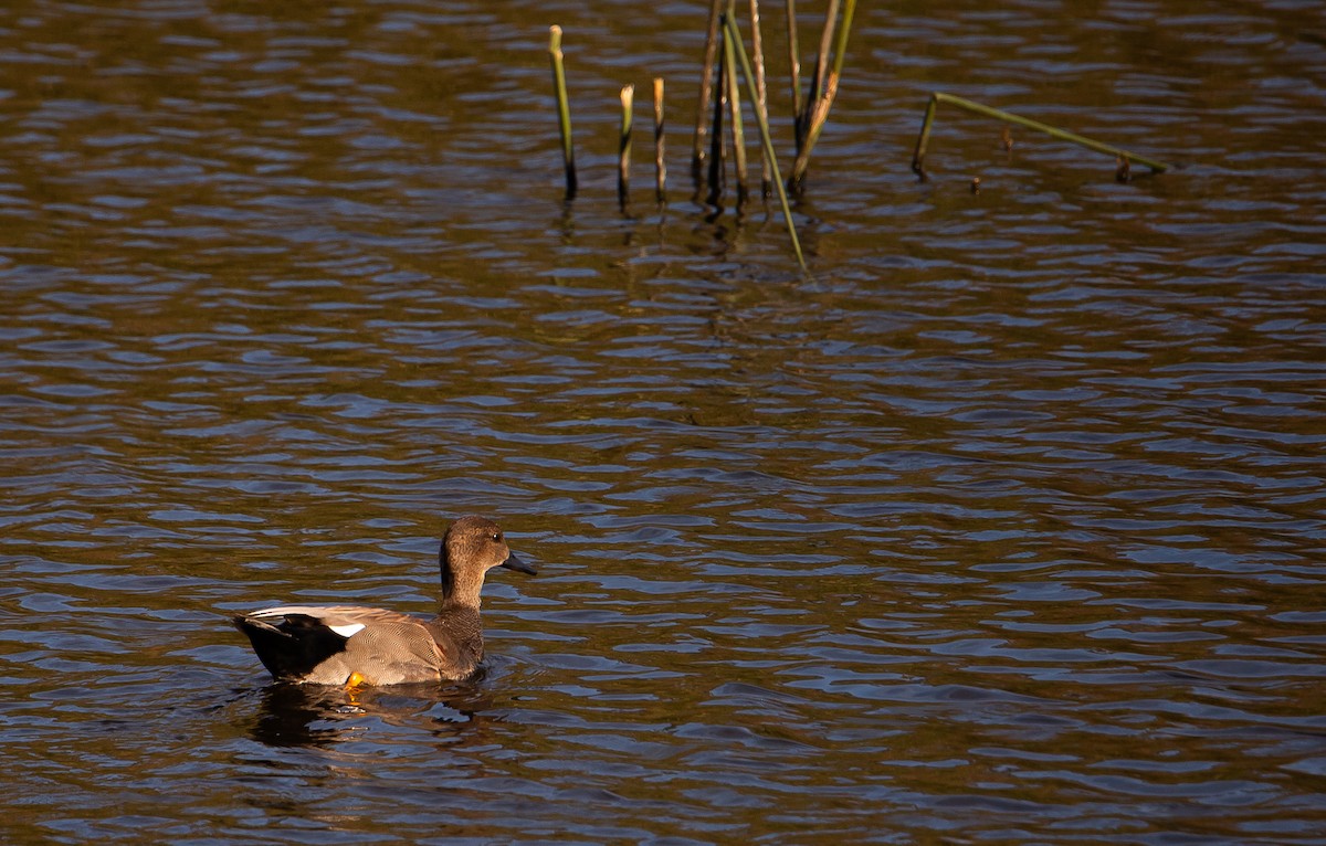 オカヨシガモ - ML647010568