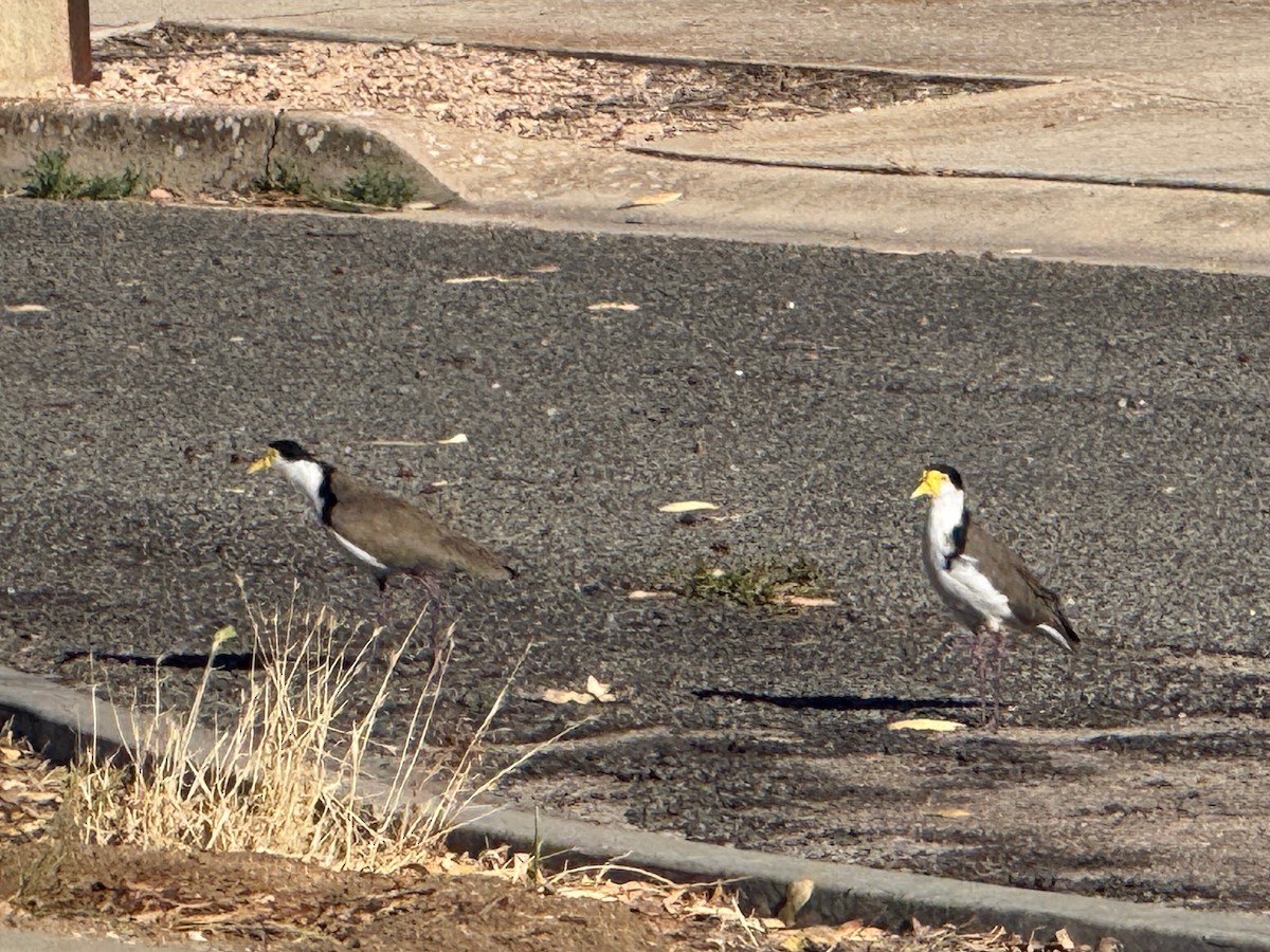 Masked Lapwing (Black-shouldered) - ML647010569
