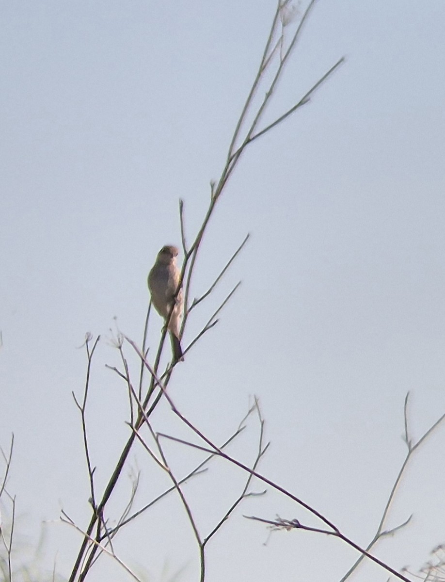 ťuhýk obecný - ML647010572