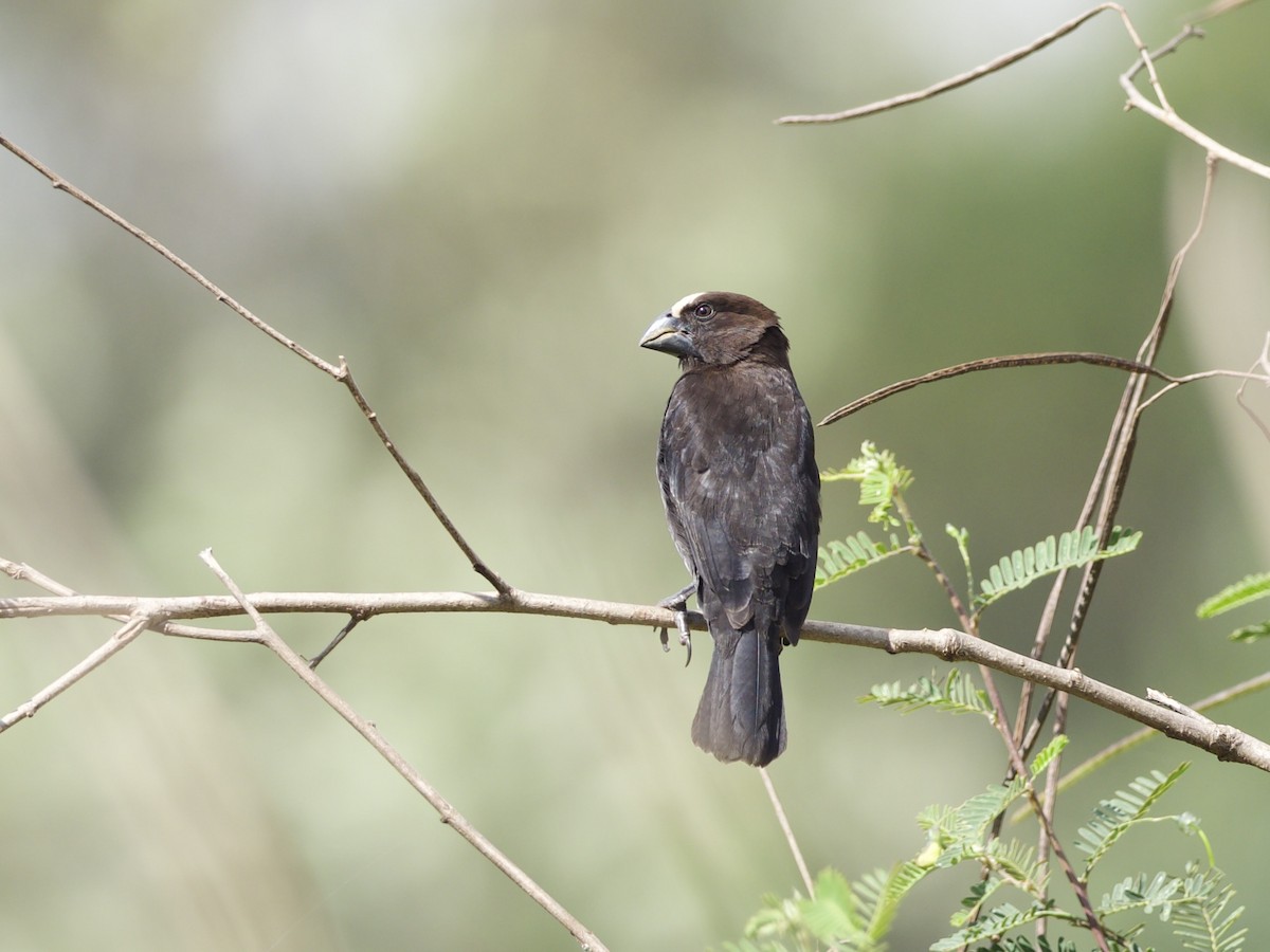 Grosbeak Weaver - ML647010585