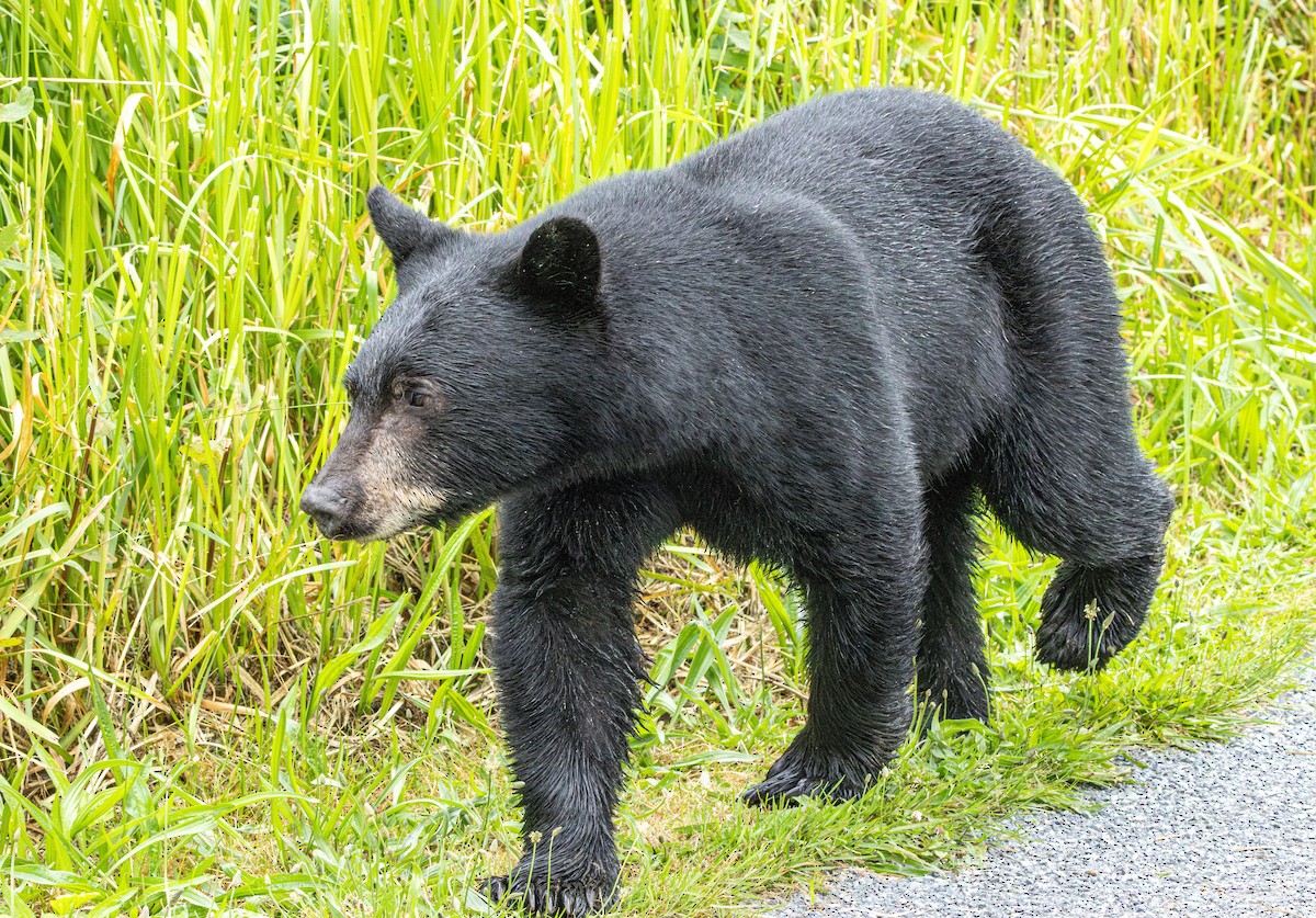 American Black Bear - ML647010586