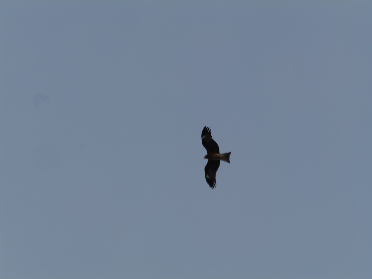 Black Kite - ML647010590