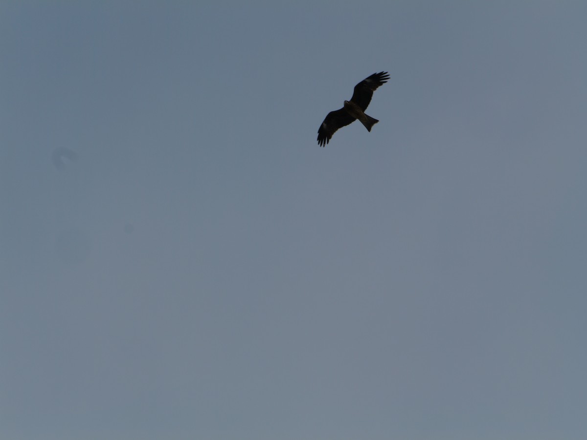 Black Kite - ML647010591