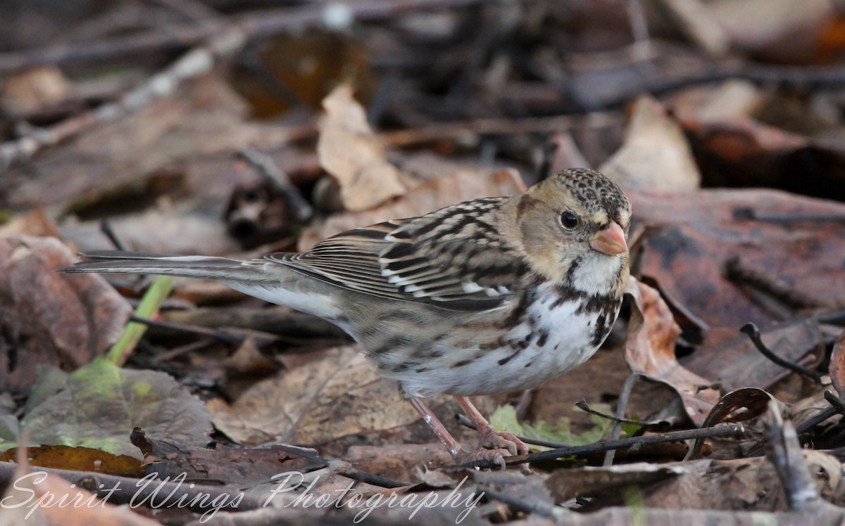 Harris's Sparrow - ML647010592