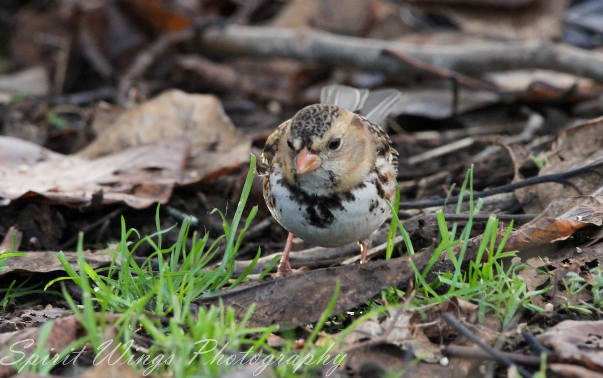 Harris's Sparrow - ML647010593