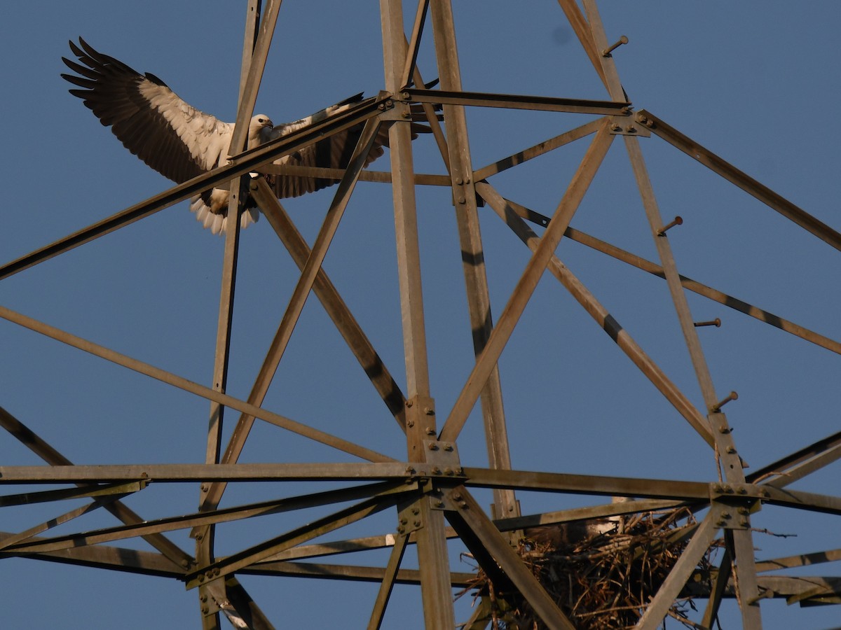 hvitbukhavørn - ML647010596