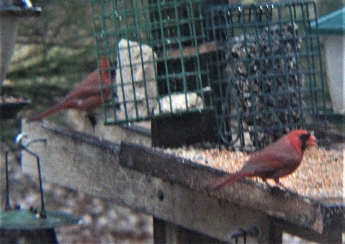 Cardinal rouge - ML647010597