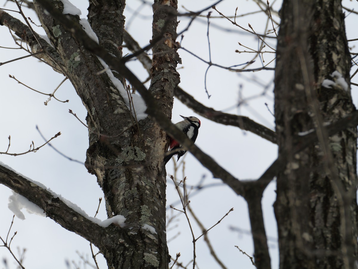 Great Spotted Woodpecker - ML647010601