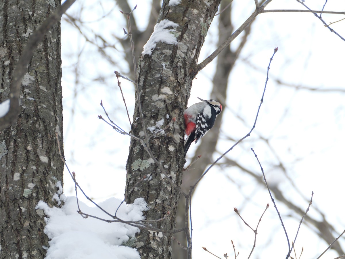 Great Spotted Woodpecker - ML647010602