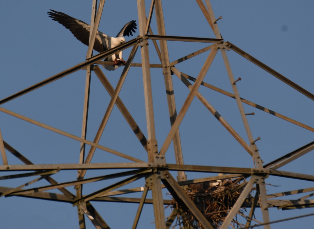 hvitbukhavørn - ML647010605