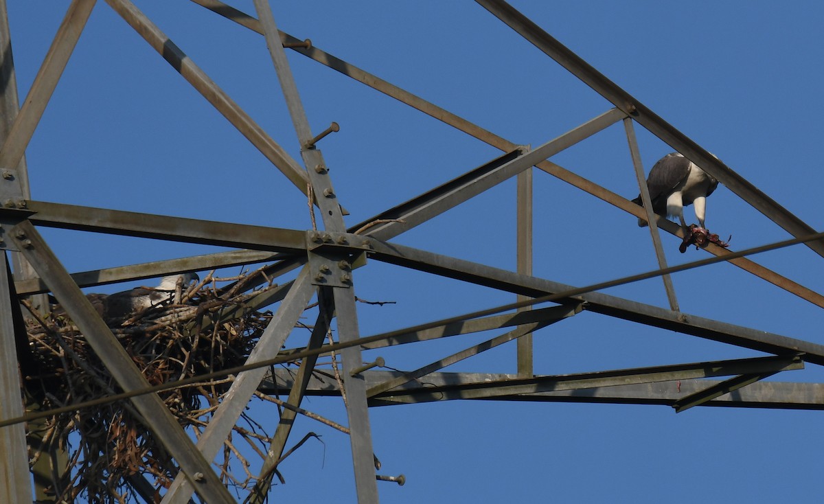 hvitbukhavørn - ML647010612