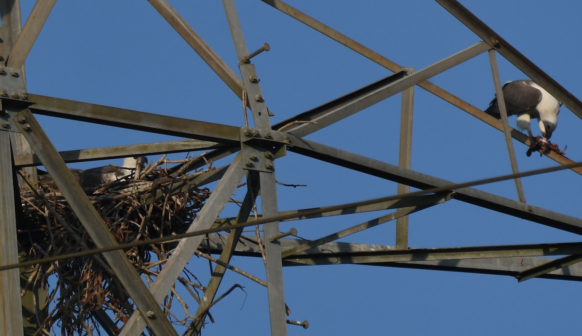 hvitbukhavørn - ML647010613