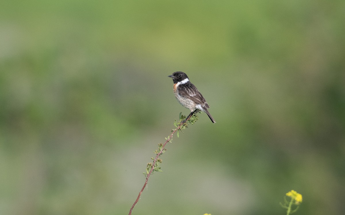 Tarier pâtre - ML647010614