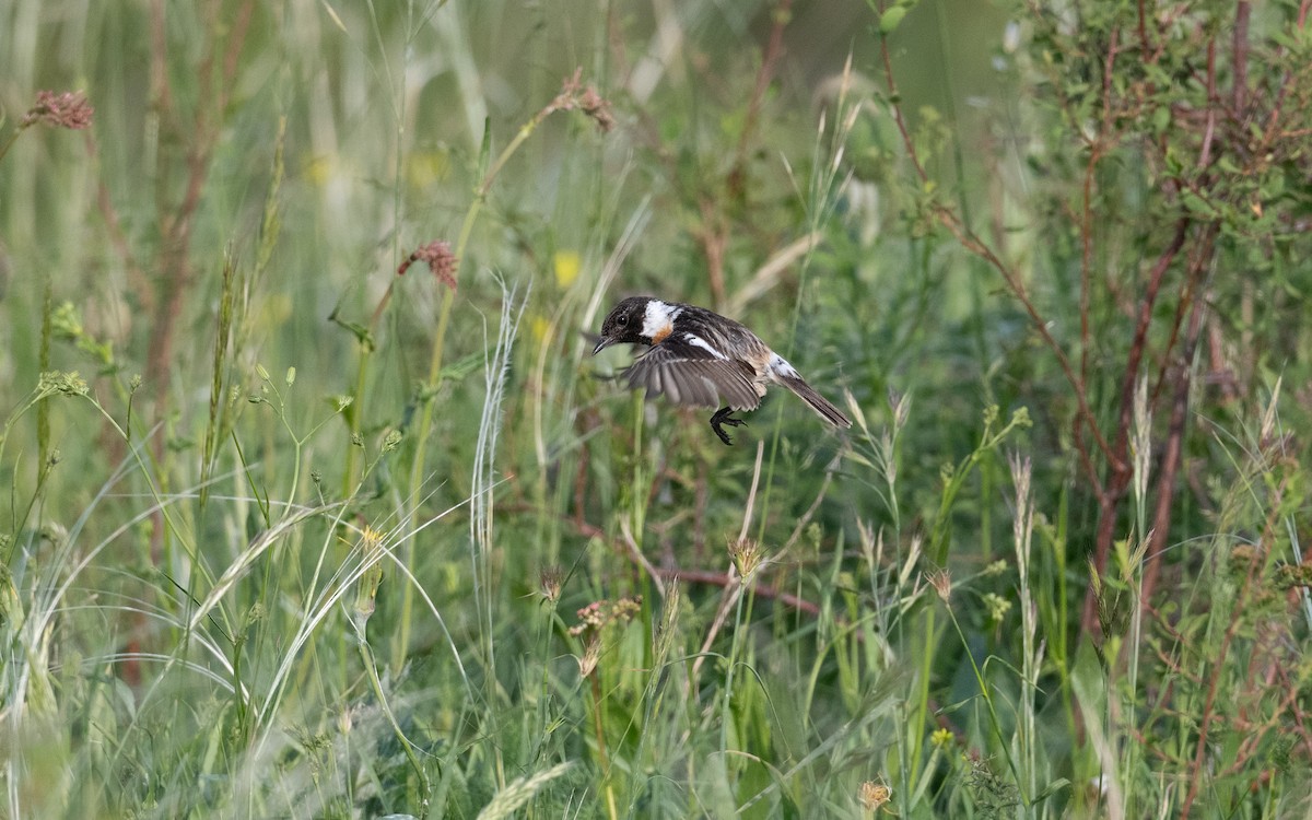 Tarier pâtre - ML647010615