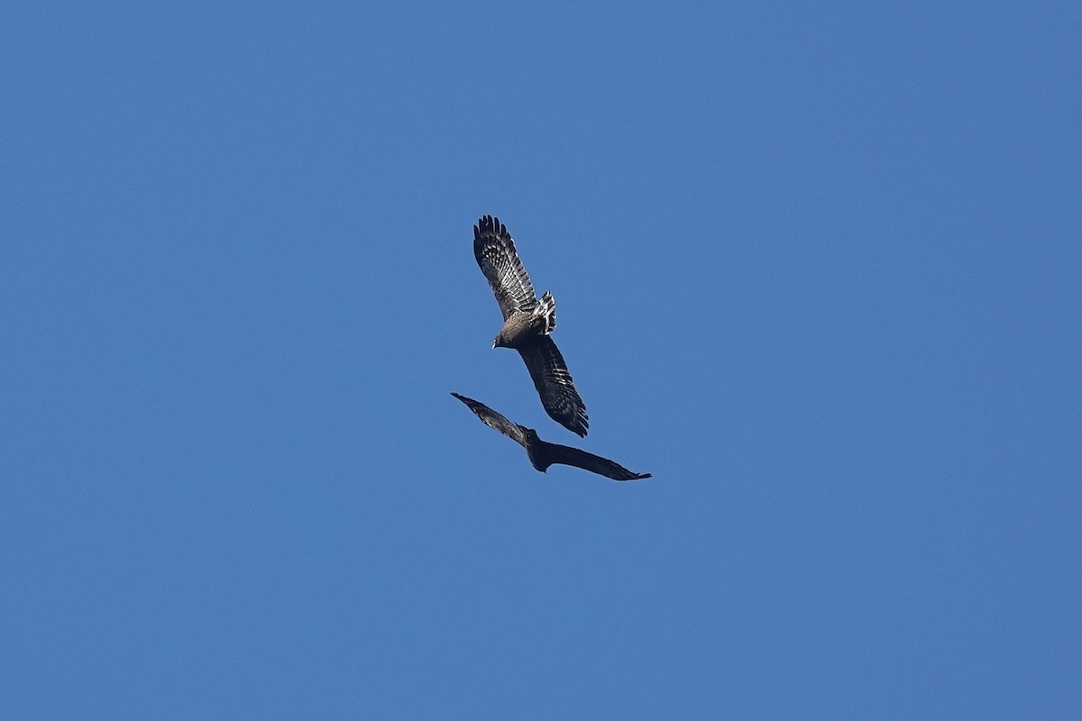 Crested Serpent-Eagle - ML647010616