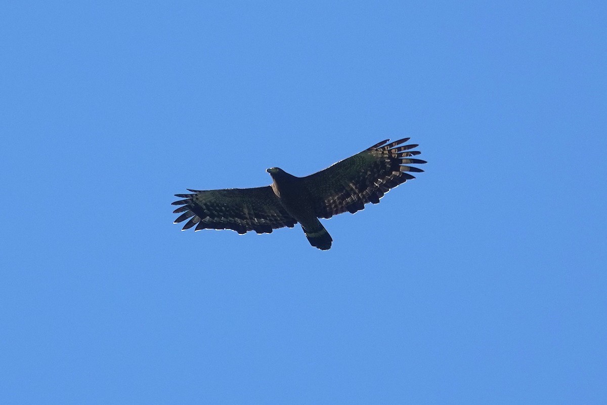 Crested Serpent-Eagle - ML647010617