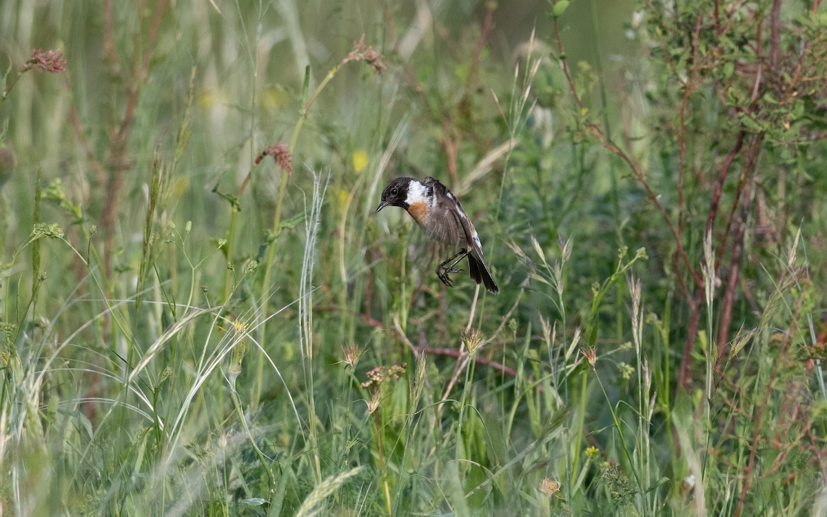 Tarier pâtre - ML647010618