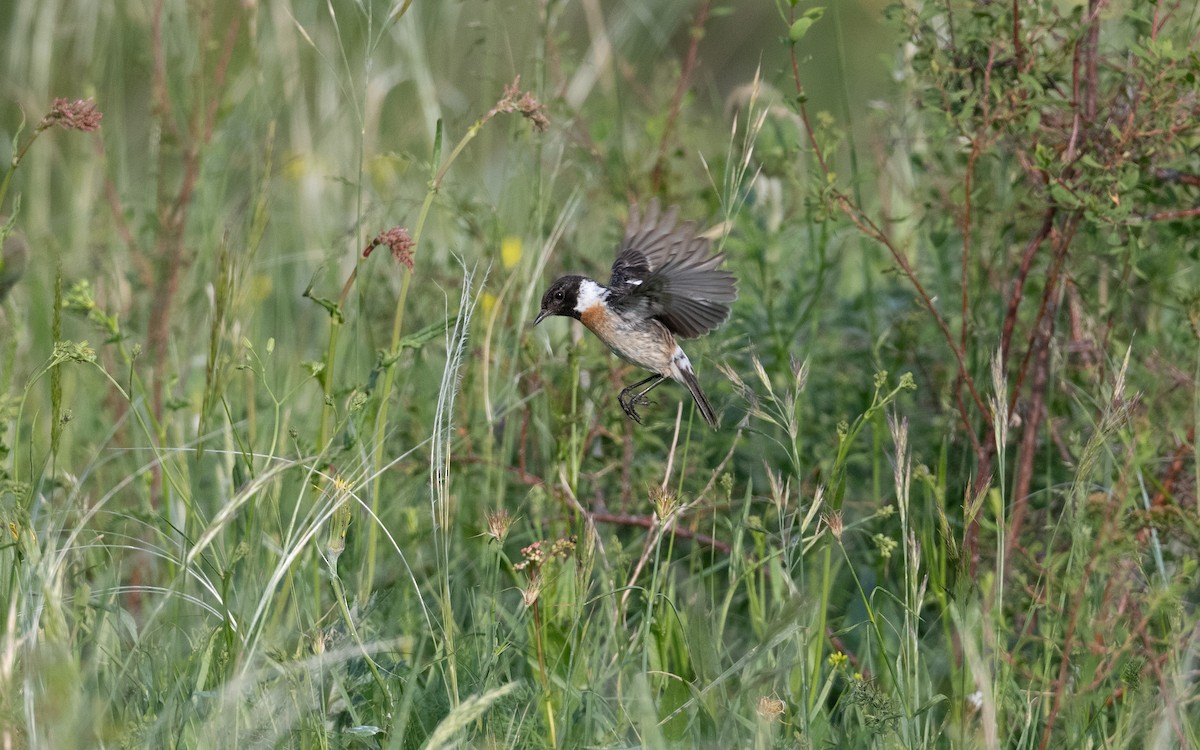 Tarier pâtre - ML647010622