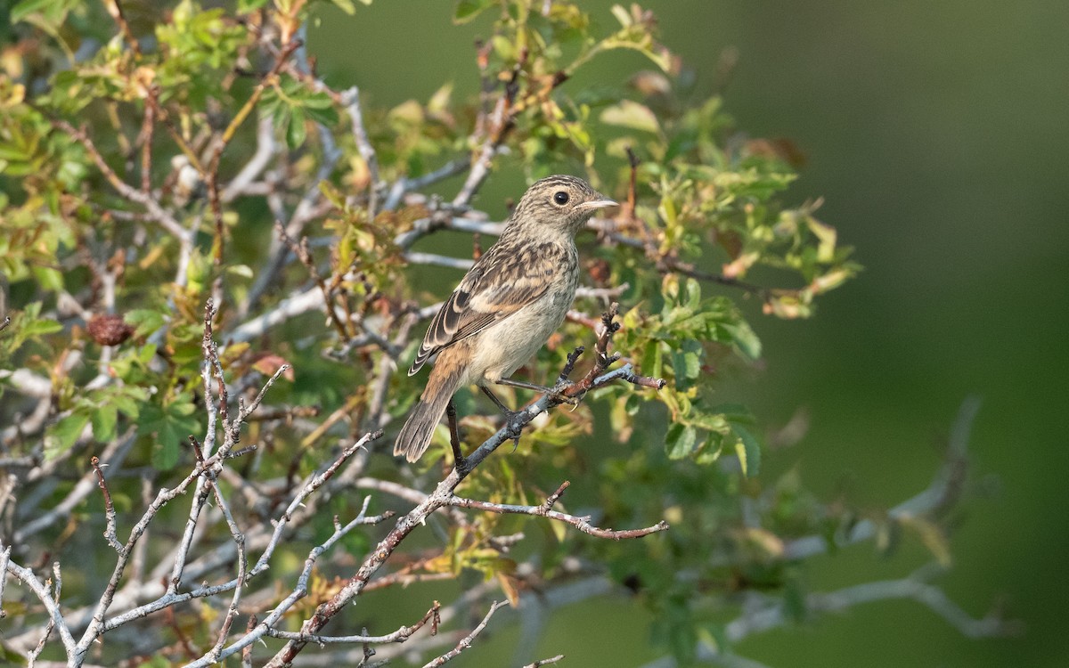 Tarier pâtre - ML647010623