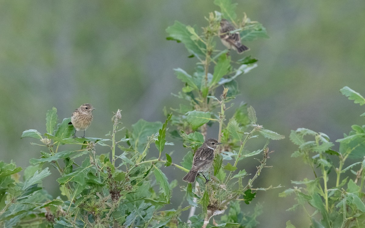 Tarier pâtre - ML647010624