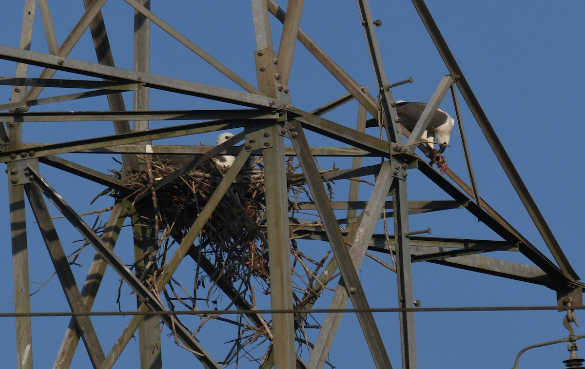 hvitbukhavørn - ML647010625