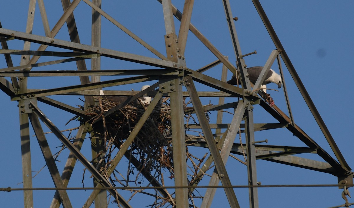 hvitbukhavørn - ML647010630