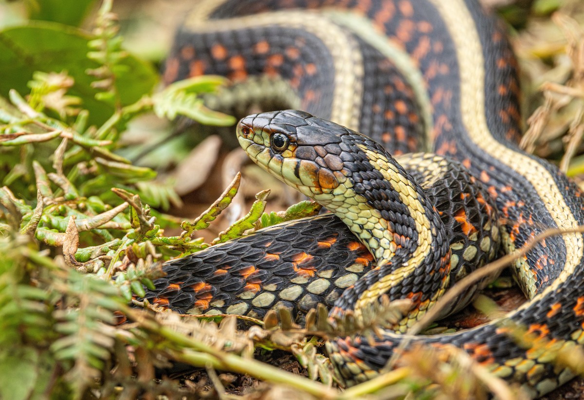 Common Garter Snake - ML647010635