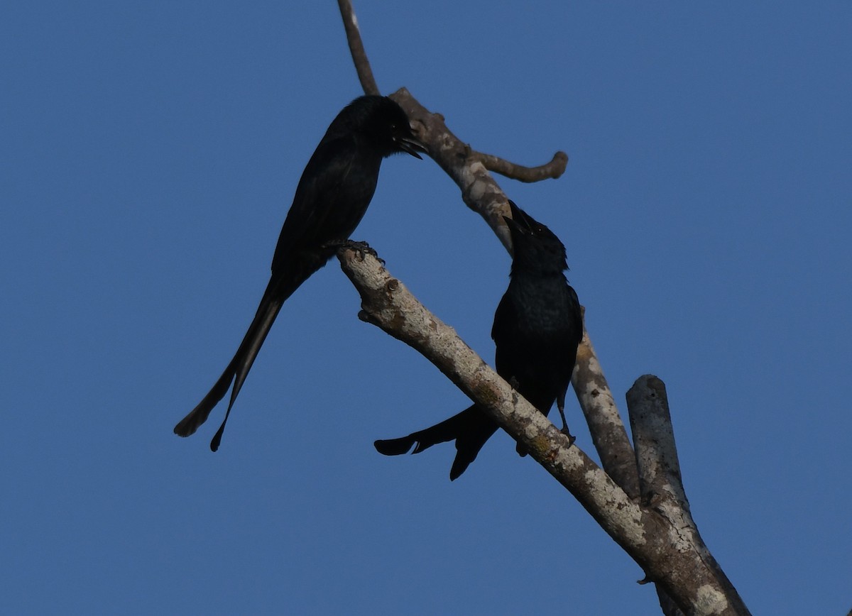 Black Drongo - ML647010636