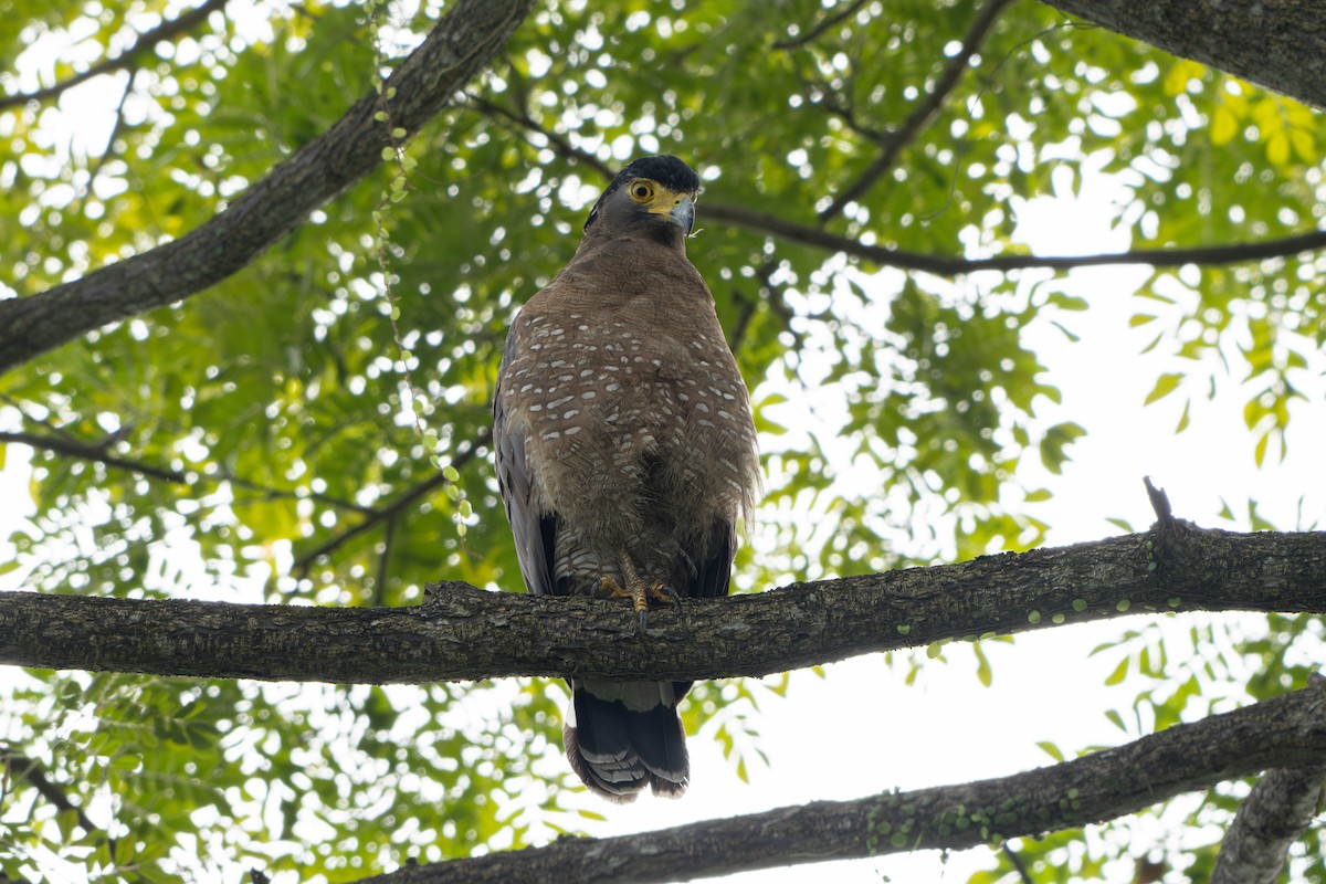 Crested Serpent-Eagle - ML647010638