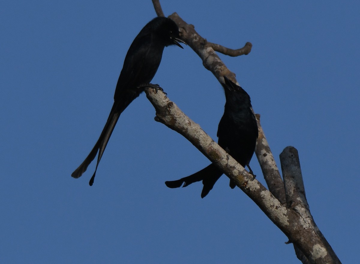 Black Drongo - ML647010642