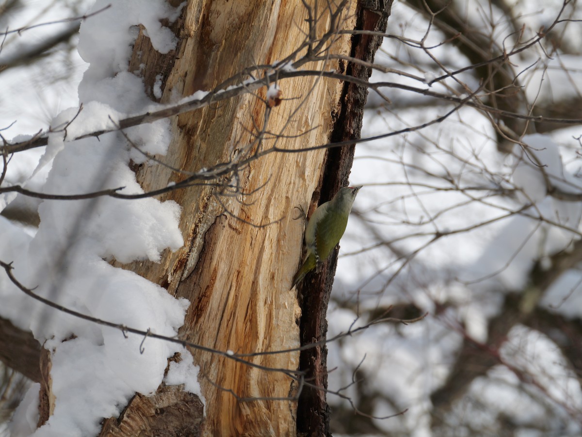 Gray-headed Woodpecker - ML647010643